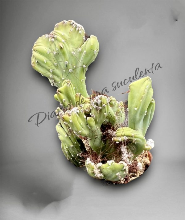 Cereus jamacaru f. cristata
