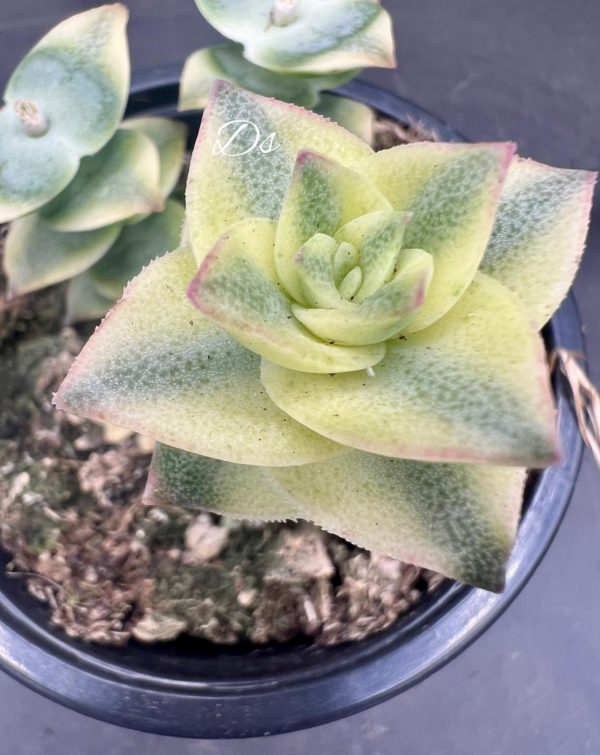 Crassula pagoda variegata