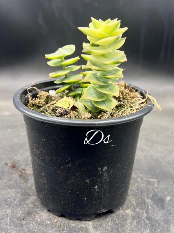 Crassula pagoda variegata