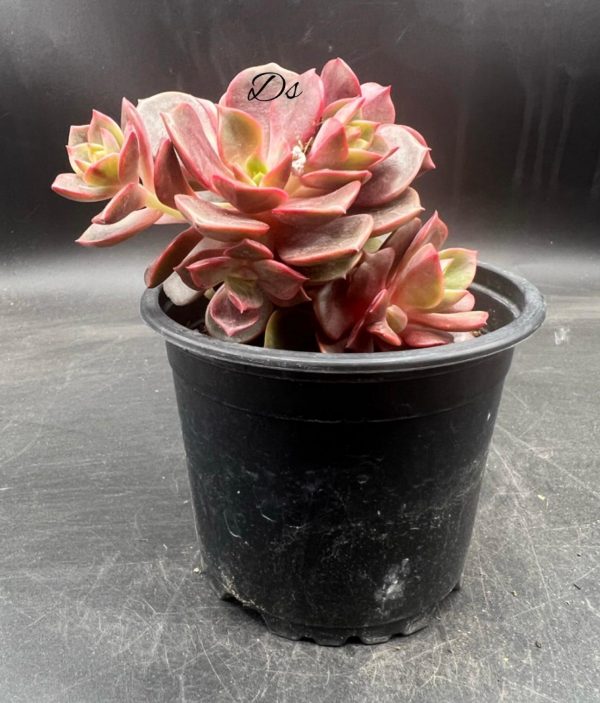 Echeveria agavoides mont
