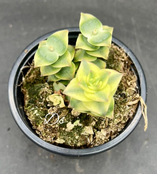 Crassula pagoda variegata