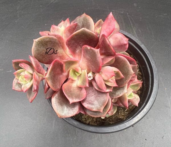 Echeveria agavoides mont