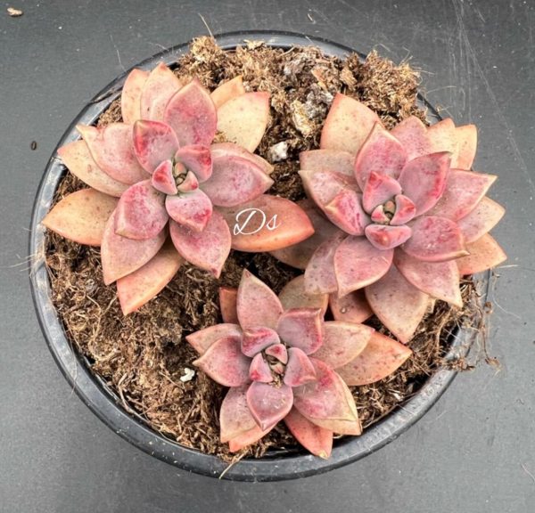 Graptosedum bronze