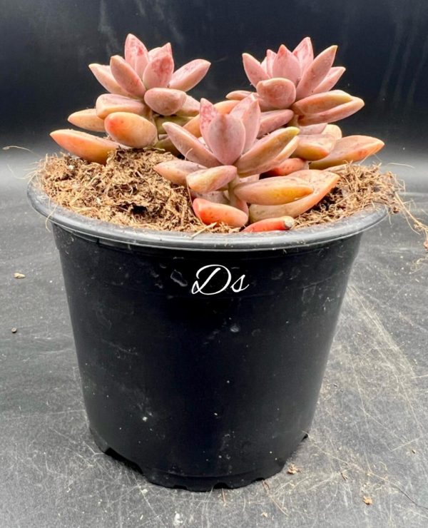 Graptosedum bronze