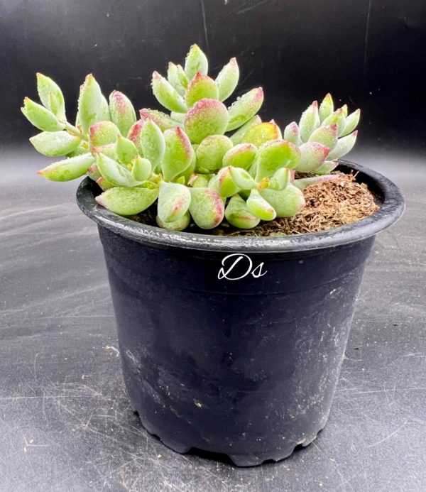 Cotyledon pendens