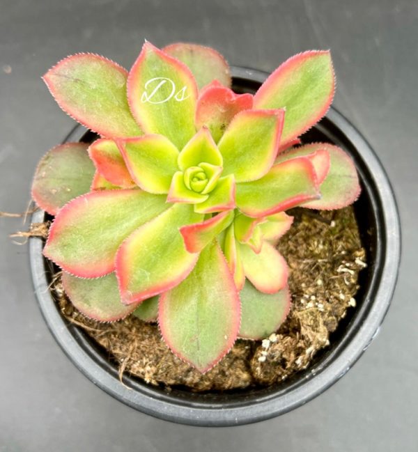 Aeonium kiwi