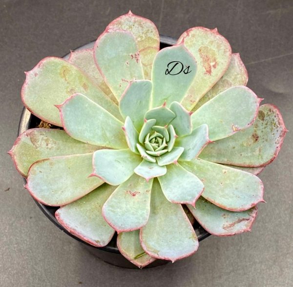Echeveria azulita