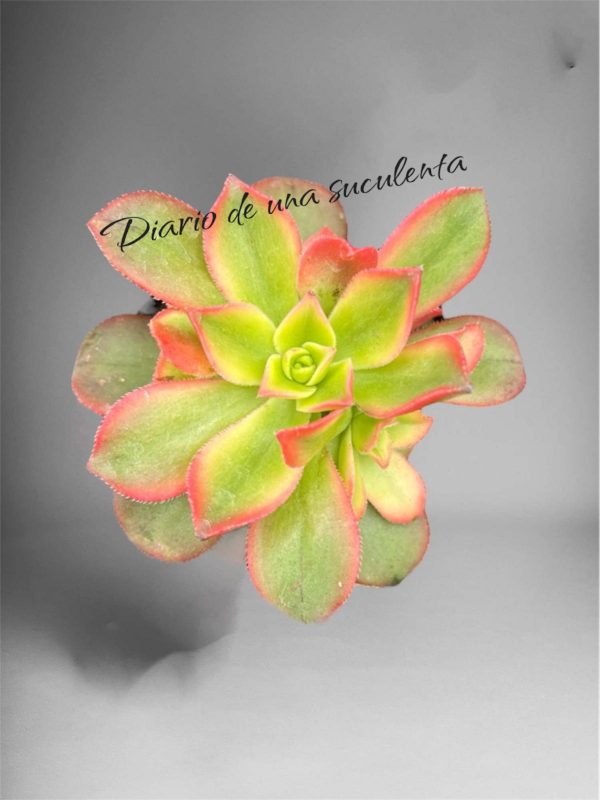 Aeonium kiwi