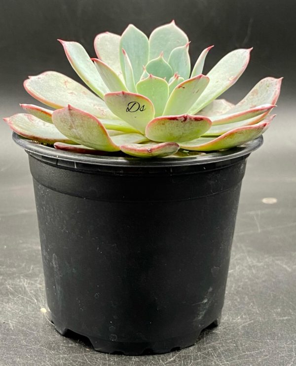 Echeveria azulita