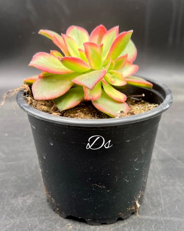 Aeonium kiwi