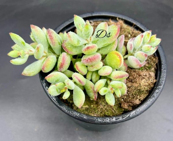 Cotyledon pendens