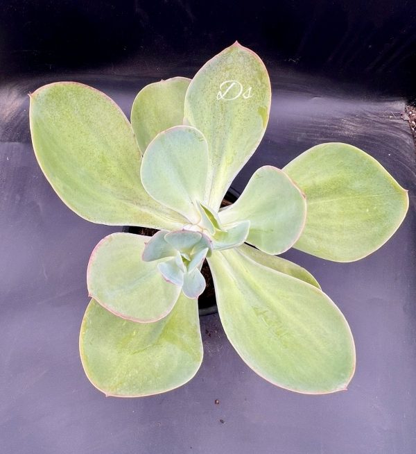 Echeveria gibbiflora cuneata oxaca 
