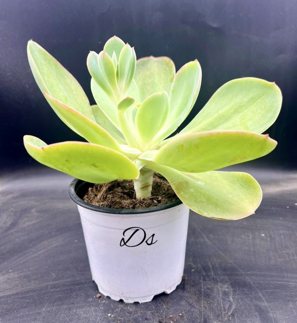 Echeveria gibbiflora cuneata oxaca 