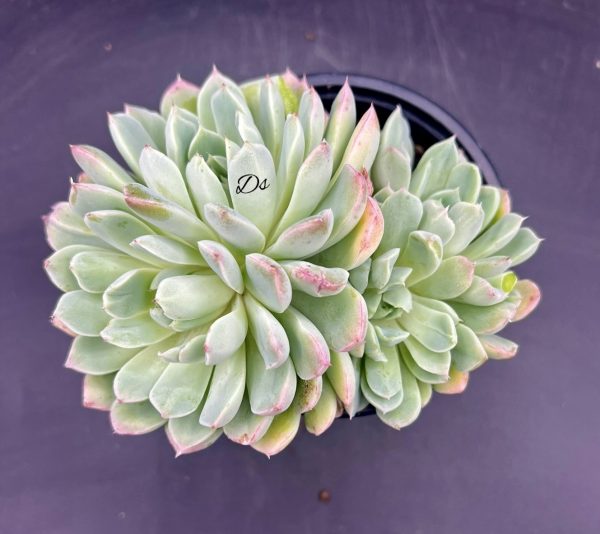 Echeveria sanchez mejoradae