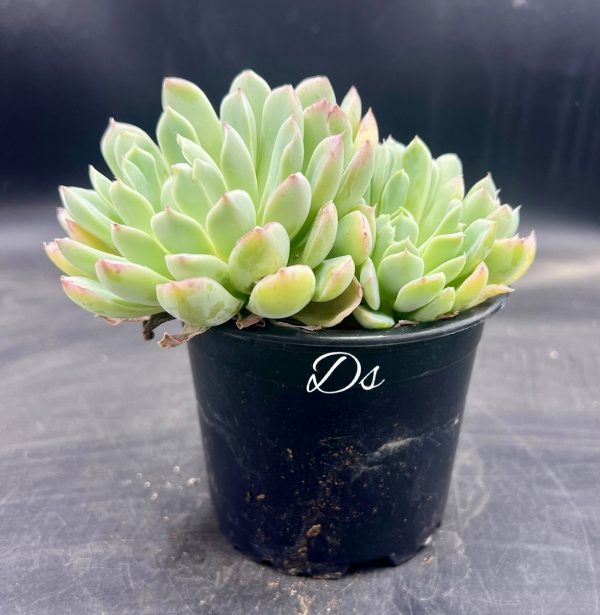 Echeveria sanchez mejoradae