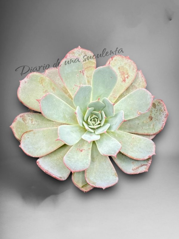 Echeveria azulita