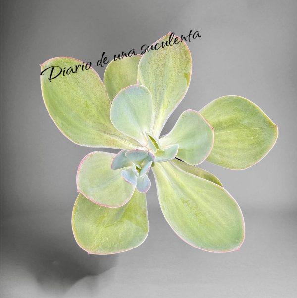 Echeveria gibbiflora cuneata oxaca 