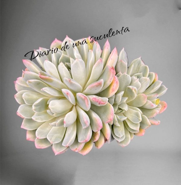 Echeveria sanchez mejoradae
